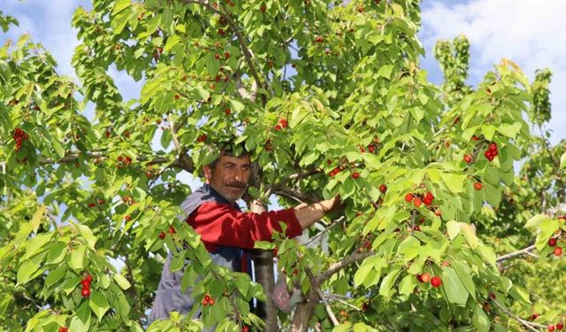 Misafir kirazında hasat vakti