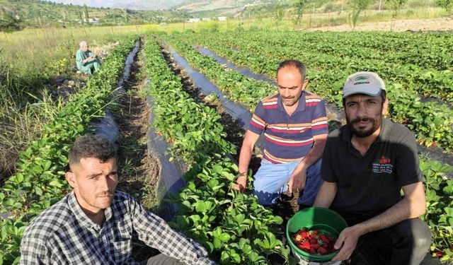 Organik Sason çileğinde hasat başladı