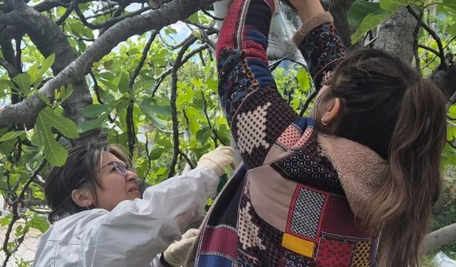 Ortaca’da Kahverengi Kokarca’ya karşı tuzaklı takip başladı