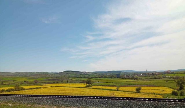 Samsun’da kanola güzelliği