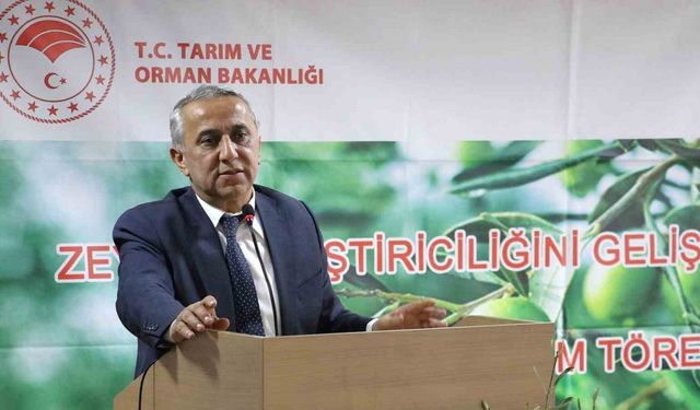 Samsun’da zeytin yetiştiriciliği yeniden canlanıyor