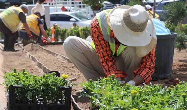 Seralarda yetiştirilen çiçekler Şanlıurfa’yı güzelleştirecek