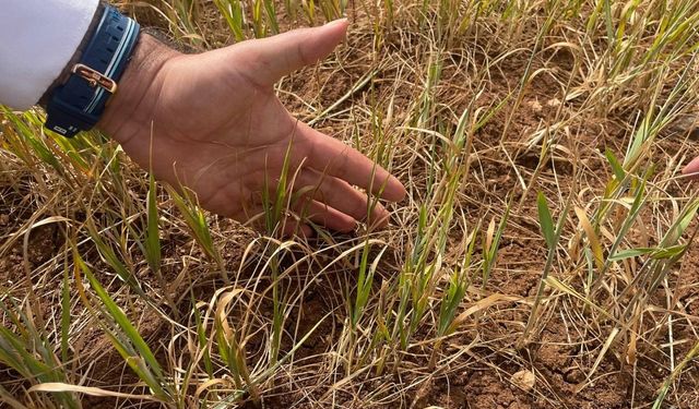Şırnak’ta susuz tarım ürünlerinde erken kuruma başladı