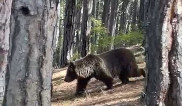 Soğuksu Milli Parkı’nda ayılar görülmeye başlandı