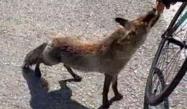 Tarihi yarımadanın maskotu olan tilki, sporcunun elinden beslendi