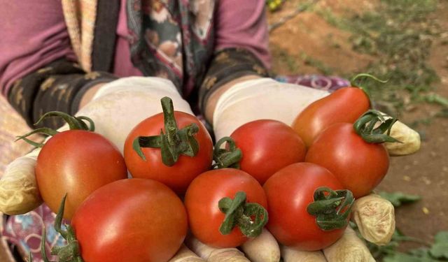 Tarım Antalya’yı ihracatta sırtladı: Yaş meyve sebzede yüzde 17,7 artış