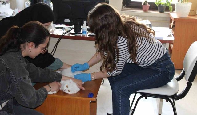 Tercan’da mikroçip çalışmaları devam ediyor
