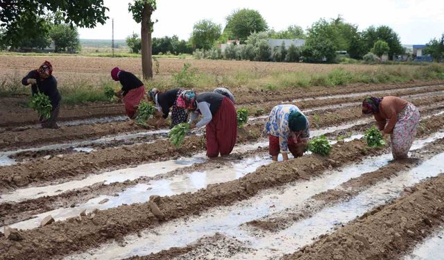 Tescilli Birecik Patlıcanda ekim zamanı
