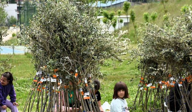 TİKA’dan Arnavutluk’taki yetim ailelere zeytin fidanı ve gübre desteği