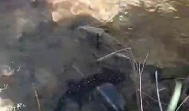 Tunceli’de nesli tehdit altındaki benekli semender görüntülendi