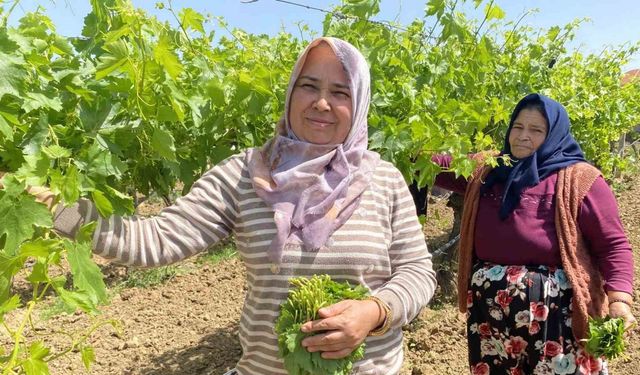 Yaprağı meyvesinden daha çok kazandırıyor