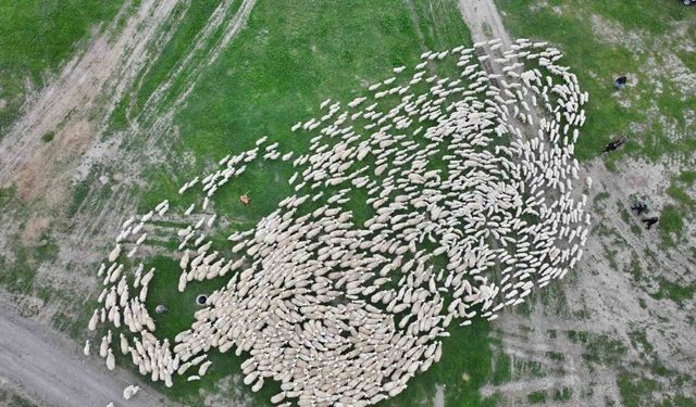 Yüzlerce kuzu annesiyle buluştu, o anlar dron ile görüntülendi