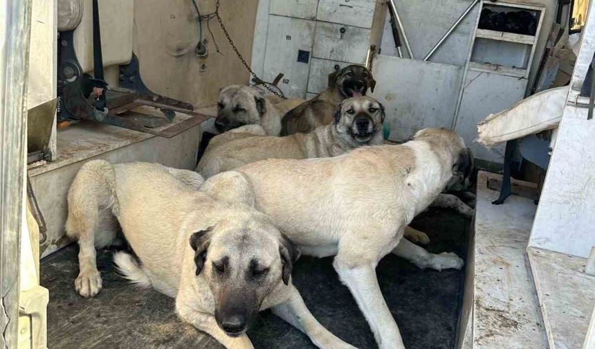 Kahta’da başıboş sokak köpekleri toplanıyor