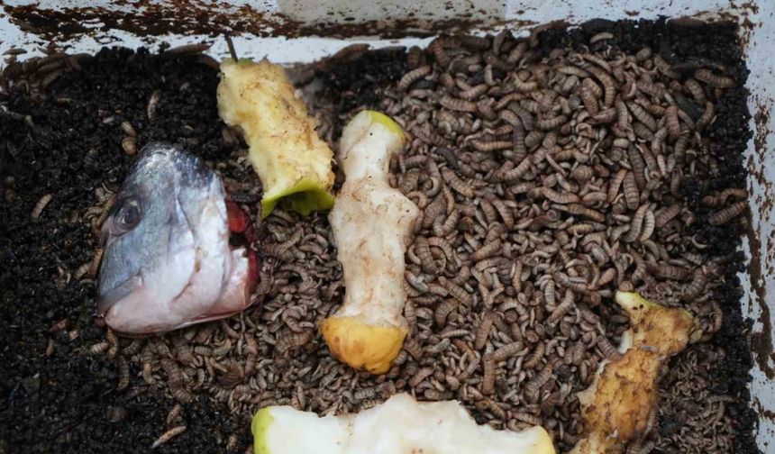 Atıkla beslenen böcek: Tarımda yeni dönem başlayabilir