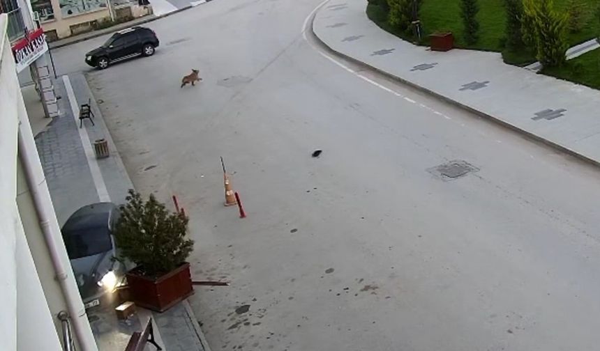 Alkollü sürücü önce kaldırıma sonra yolun karşısındaki iş yerinin saksılarına çarptı