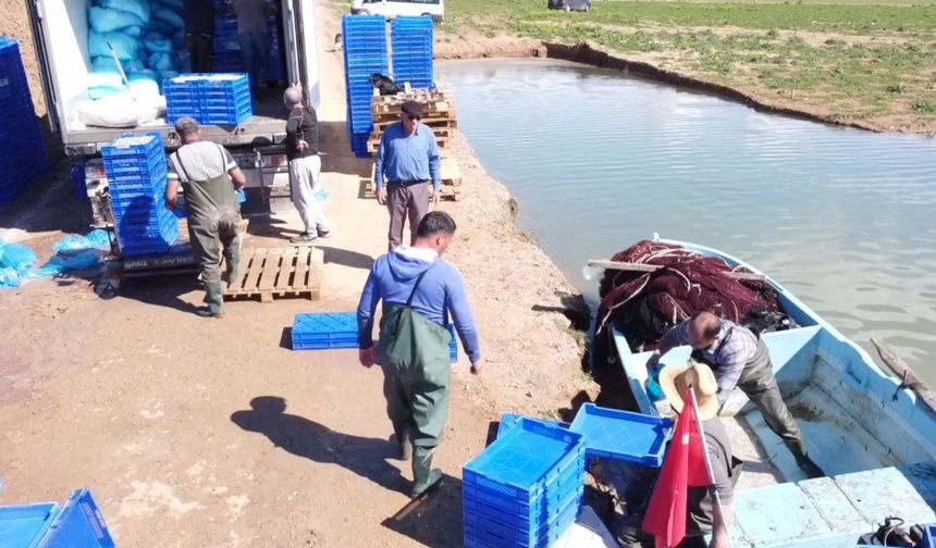 Denize kıyısı olmayan Yozgat’taki gümüş balıkları Avrupalılara çerez oluyor