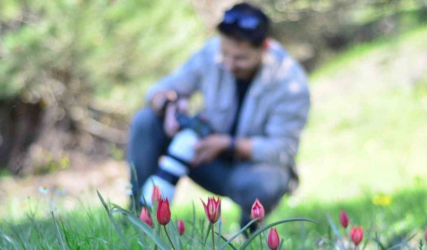 Fotoğraf tutkunları Manisa Lalesi için Spil Dağına akın etti