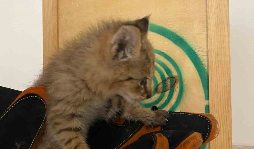 Şırnak’ta nadir görülen saz kedisi yavrusu bulundu