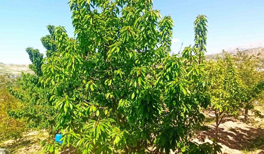 Zirai donun zarara yol açtığı Malatya’da kiraz yaprağı ümit oldu