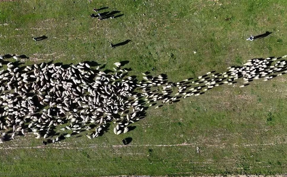 Ahlat’ta koyun ve kuzuların buluşması havadan görüntülendi