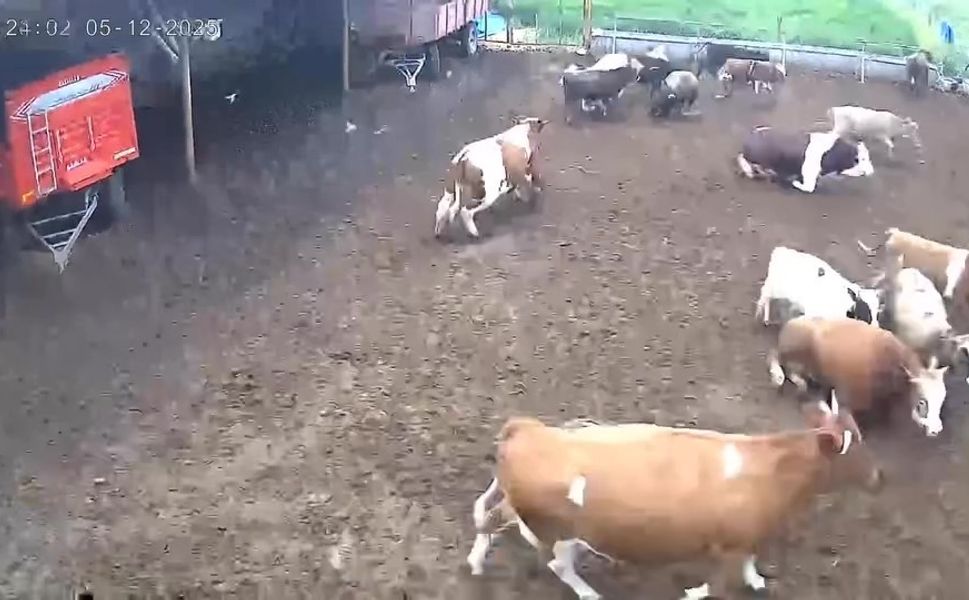 Amasya’da ineklerin depreme yakalandığı anlar kamerada